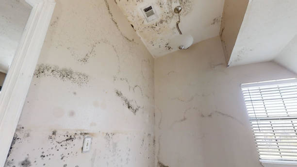  Big Sandy, TX Mold Removal Pros