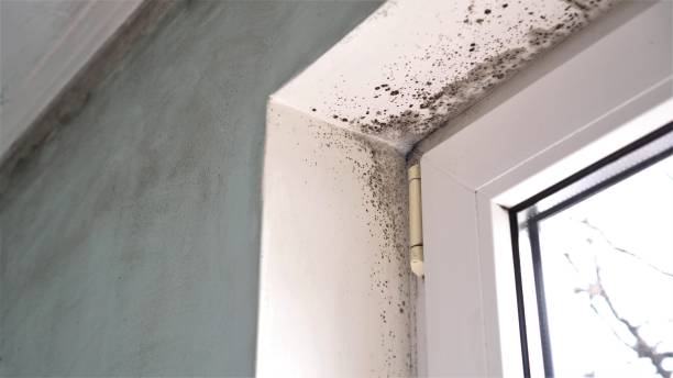 Best Mold Prevention Services  in Big Sandy, TX