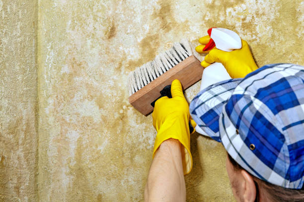 Best HVAC Mold Inspection and Cleaning  in Big Sandy, TX