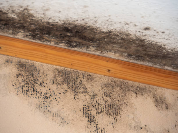 Best Residential Mold Inspection & Testing  in Big Sandy, TX
