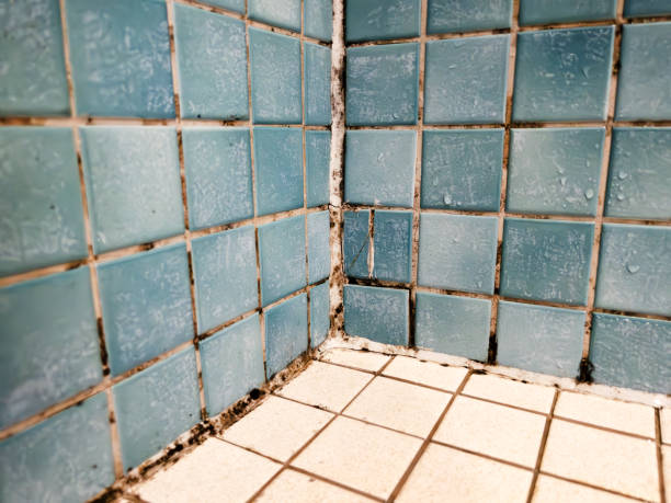 Best Basement Mold Removal  in Big Sandy, TX
