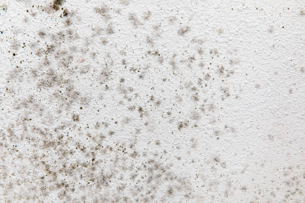 Best Mold Damage Restoration  in Big Sandy, TX