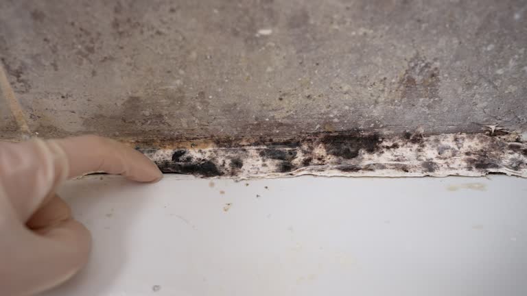 Best Biohazard Mold Removal  in Big Sandy, TX